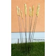 Kép 2/2 - Pácolt egyenes nyárs 82cm-es